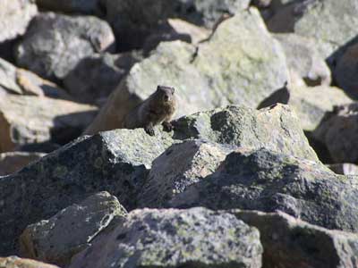 Marmot