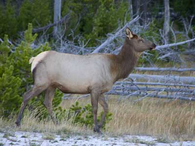 Elk