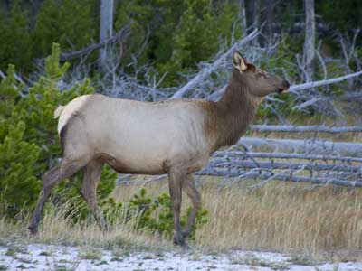 Elk